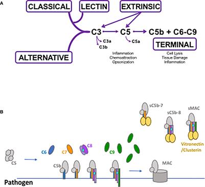 Soluble Membrane Attack Complex: Biochemistry and Immunobiology